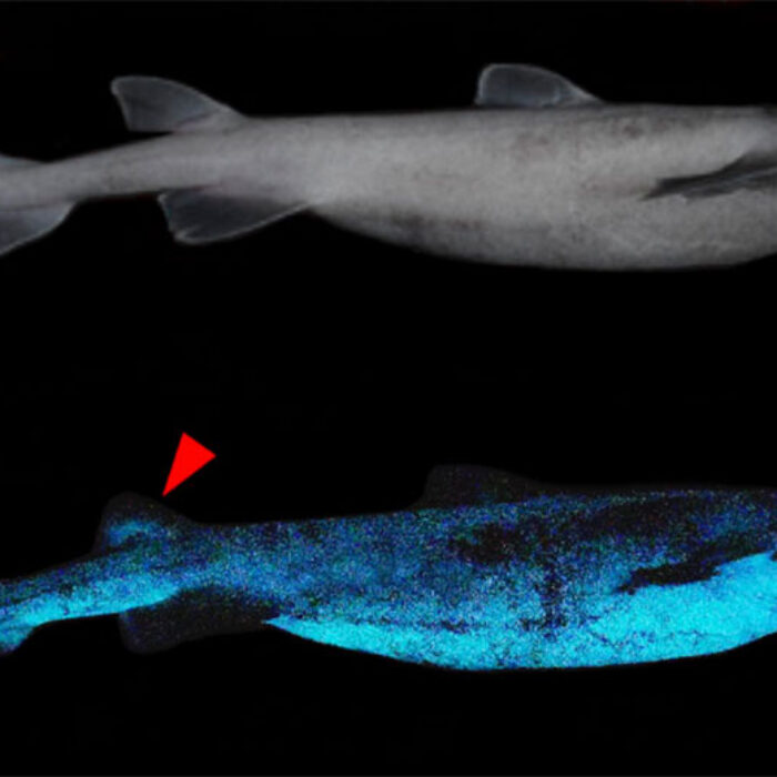 glow in the dark kite shark