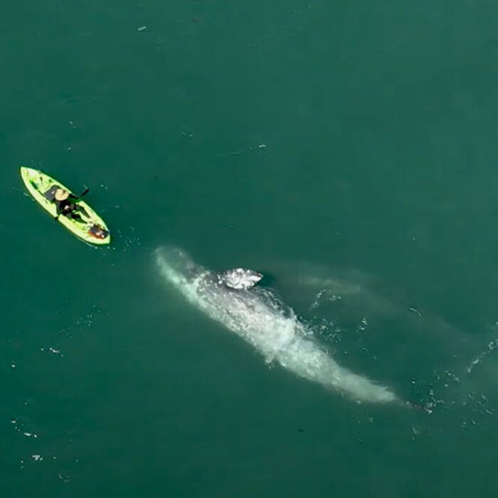 Gray whale and kayaker