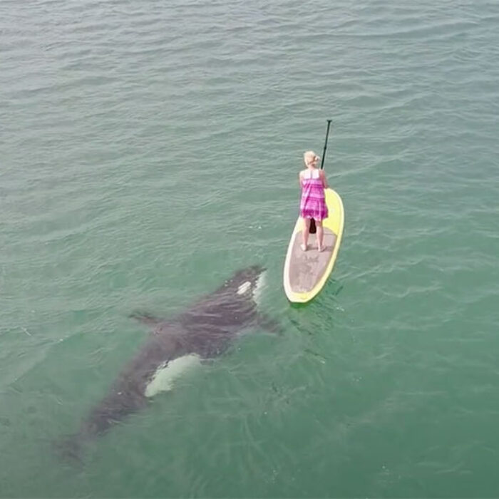 Paddle boarder with orca whale
