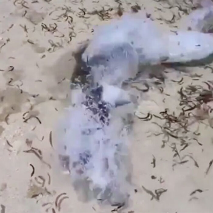 lemon shark attacked by barracuda