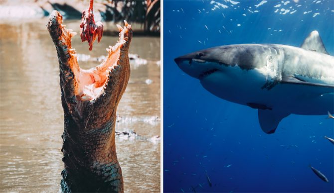 a crocodile eats a piece of meat while a great white prowls
