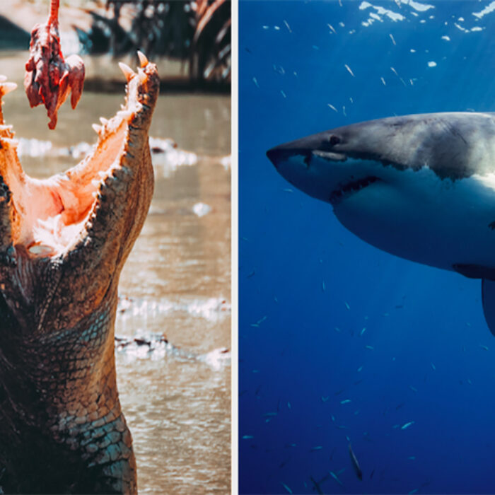 a crocodile eats a piece of meat while a great white prowls