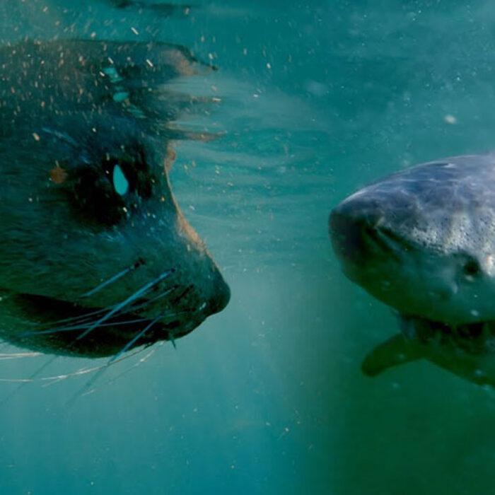 Robot seal looking at great white shark
