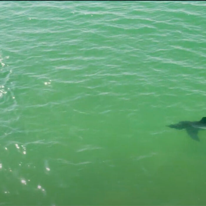 Paddle boarder and great white shark