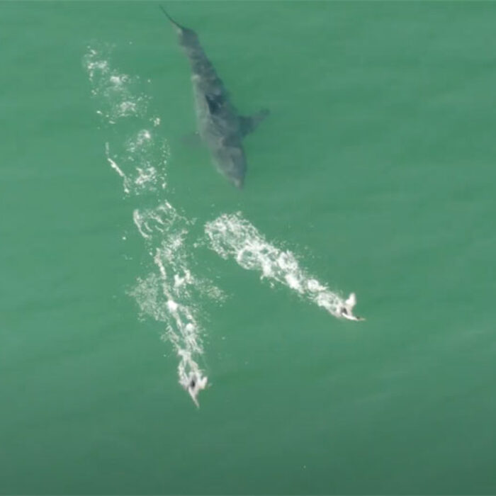 Great white shark chasing birds in California