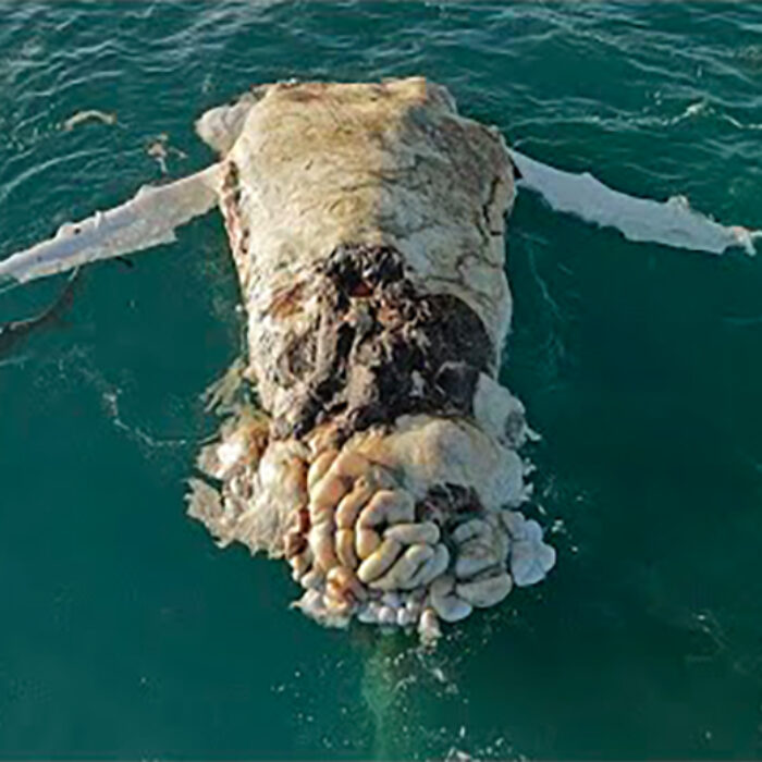 Tiger Shark feeds on a dead whale