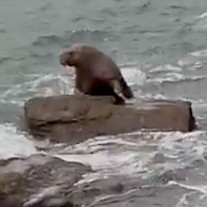 Walrus in Ireland