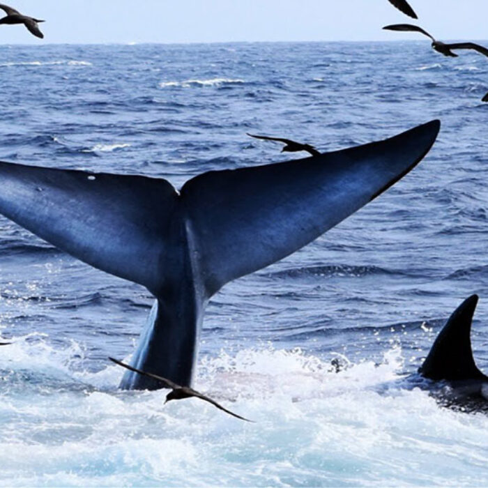 Orcas hunting whale