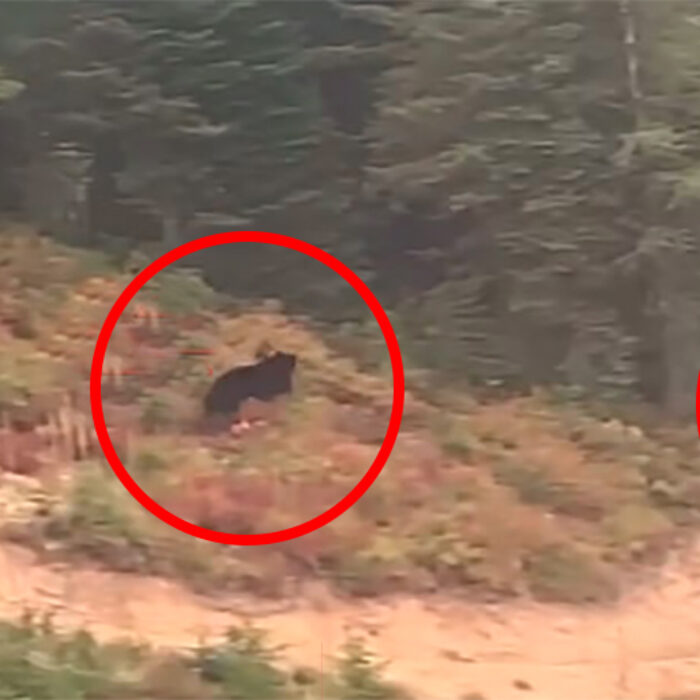 A bear chases a mountain biker in Montana