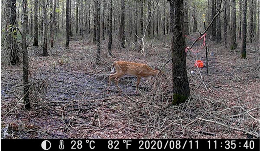 Deer photographed by a remote camera in a climate change-altered forest in North Carolina