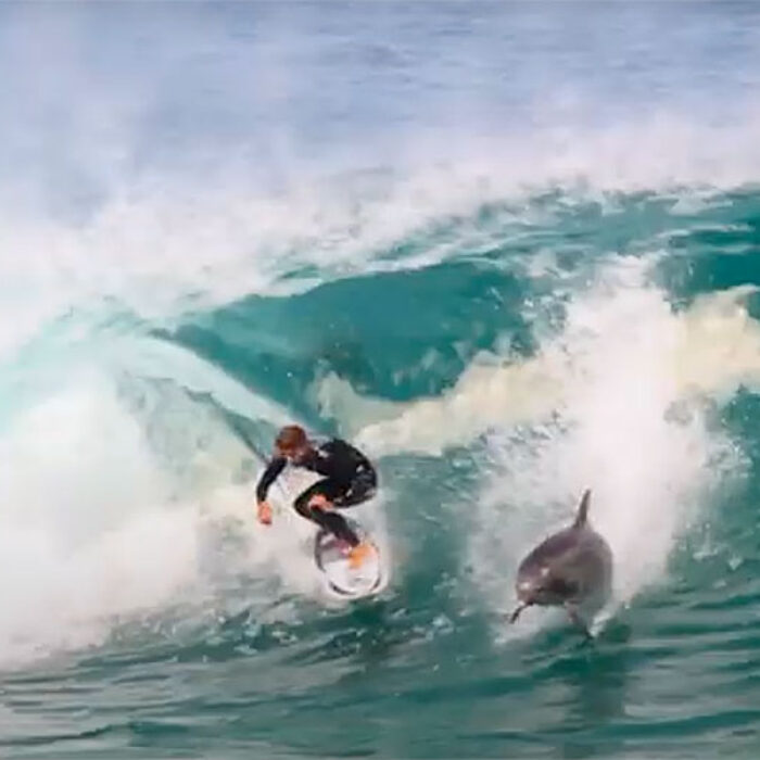 Soli Bailey surfing with dolphin