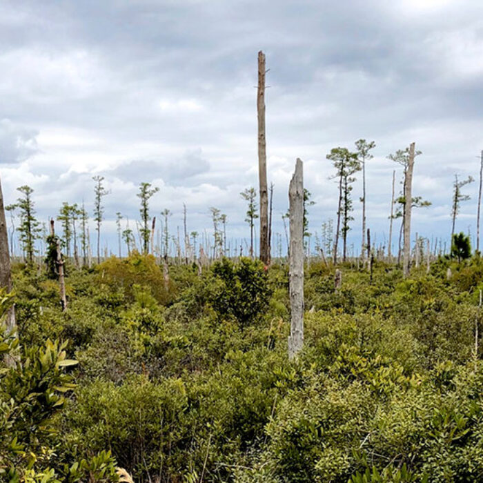 Ghost forest panorama in coastal North Carolina