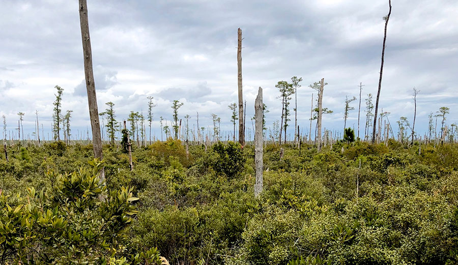 Ghost forest panorama in coastal North Carolina