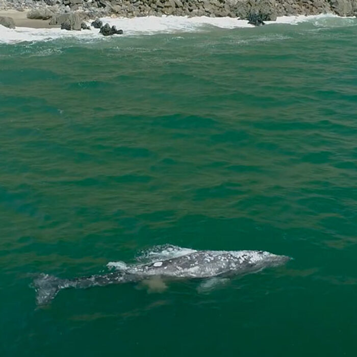 Gray whale in California