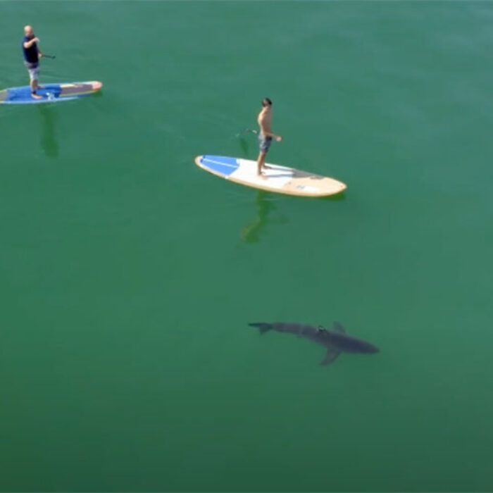 paddler near great white shark