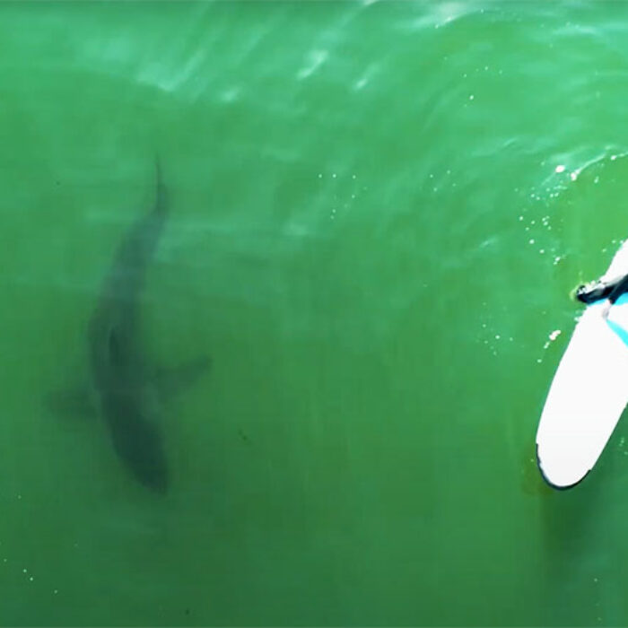 Great white shark near surfer