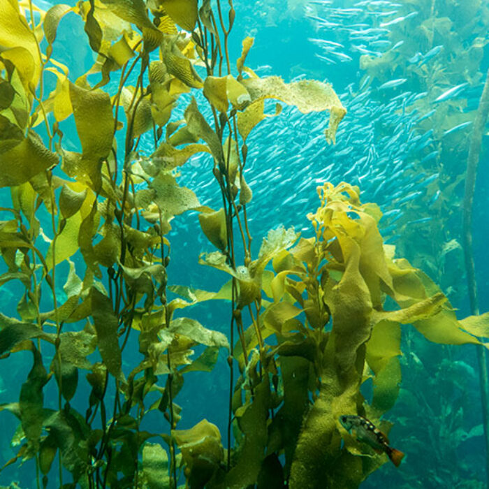 Giant kelp