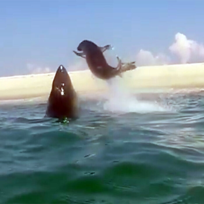 A great white shark goes airborne to catch a seal