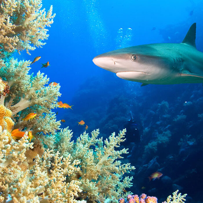 Shark swimming over reef
