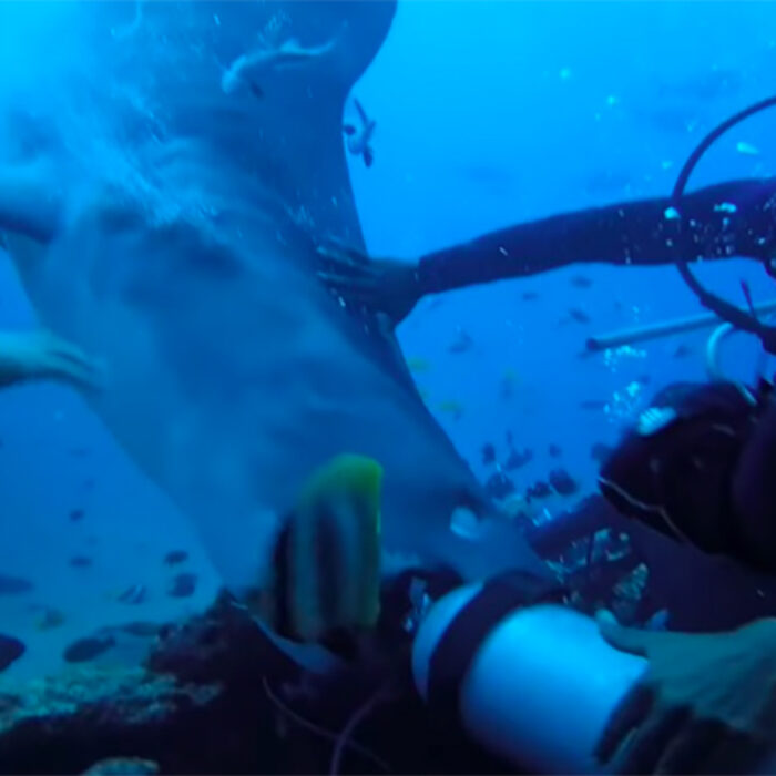 A tiger shark attacks a scuba diver in Fiji.