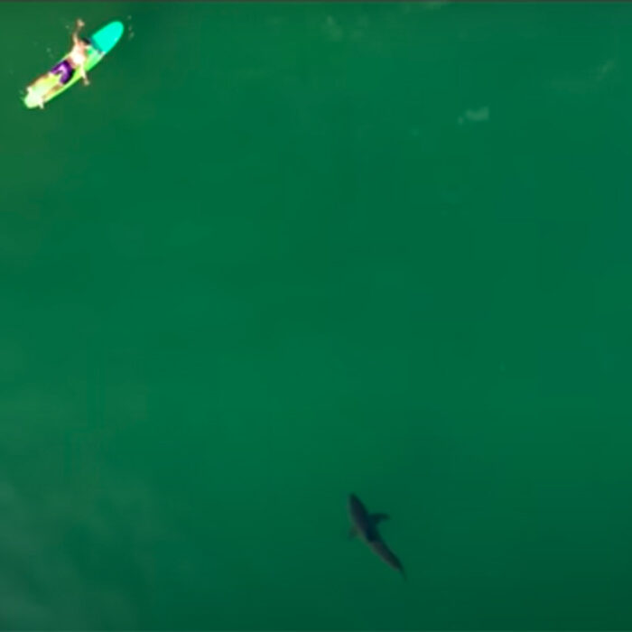 a great white shark eyes a surfer