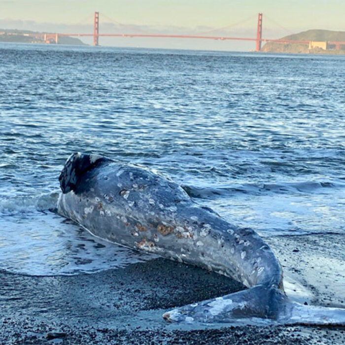 whale in San Francisco