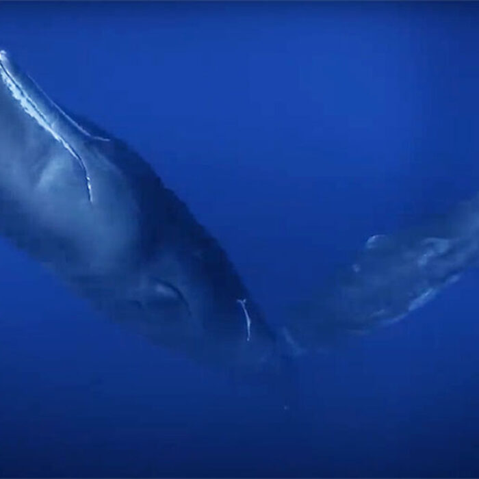 Sperm whale calf suckling