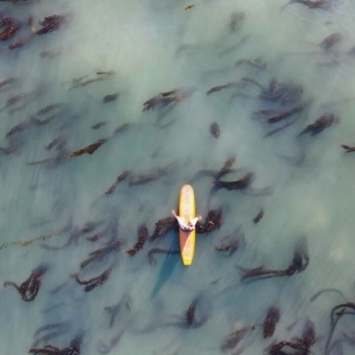 Surfer Anna Ehrgott sits on her longboard in a bed of kelp in Ventura, California