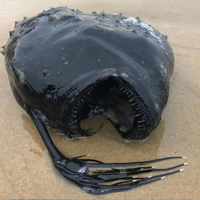 Pacific Football fish