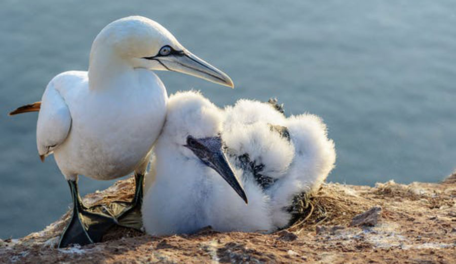 Seabird breeding