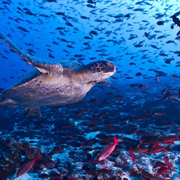 The Galapagos Marine Reserve