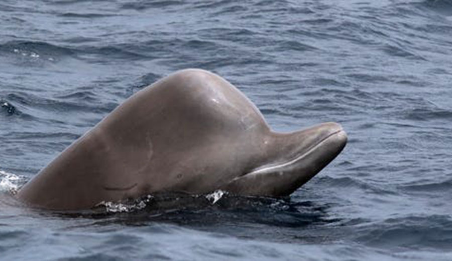 Northern bottlenose whale