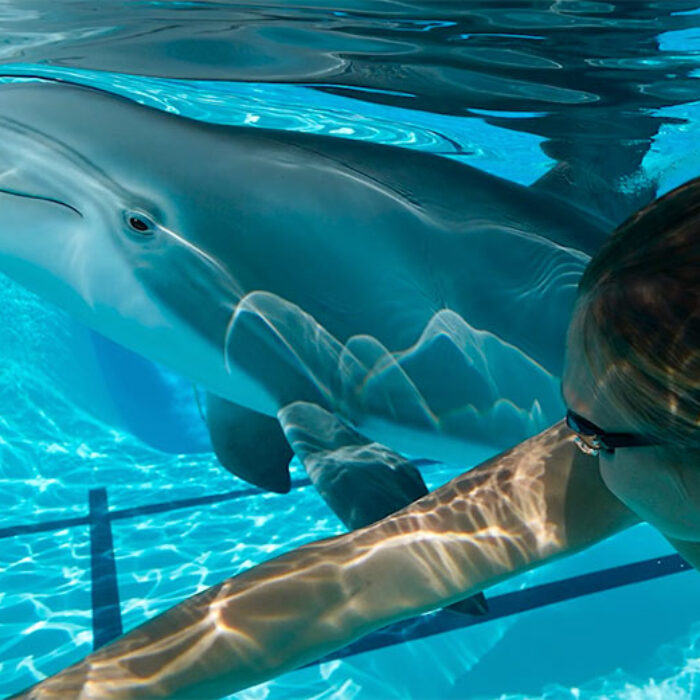 animatronic dolphin swimming