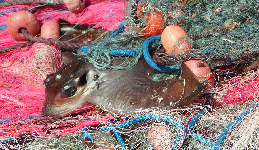 Seaspiracy How to Make Fishing More Sustainable by Tackling Bycatch