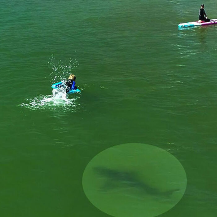 Great White Shark