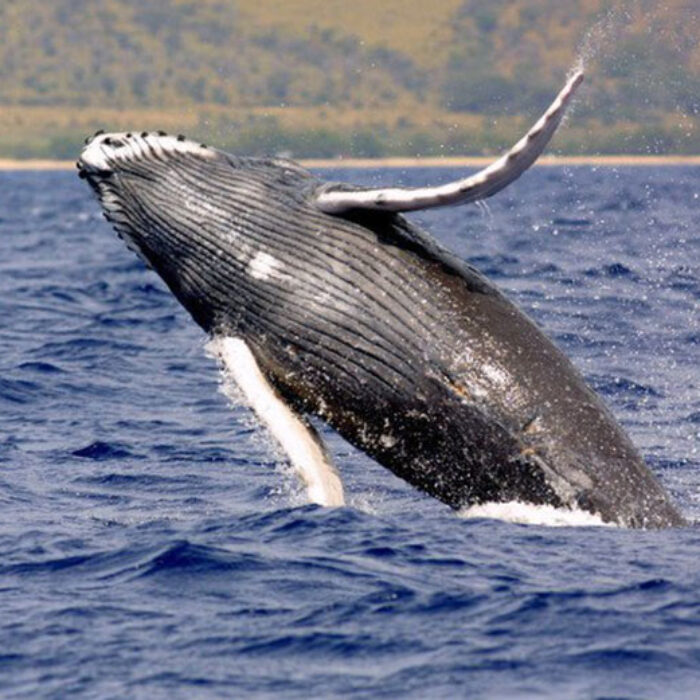 Endangered Pacific humpback whale