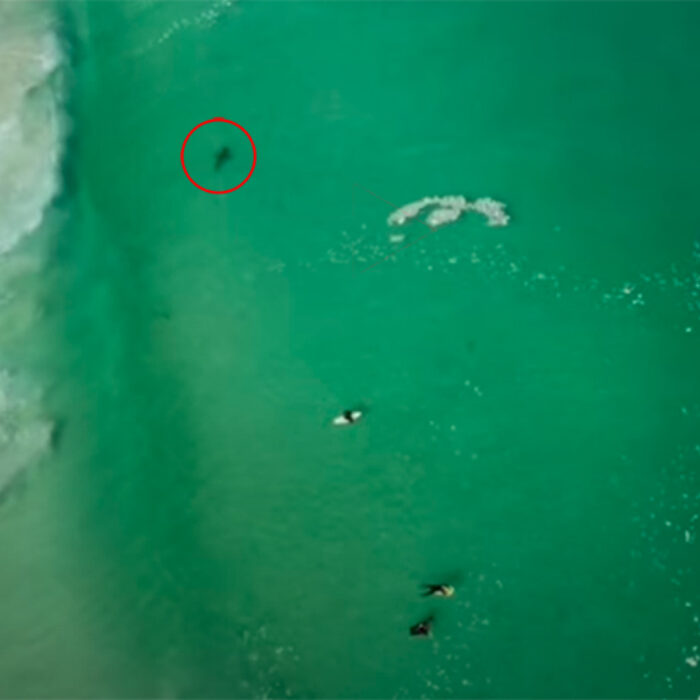 Surfers float near a great white shark