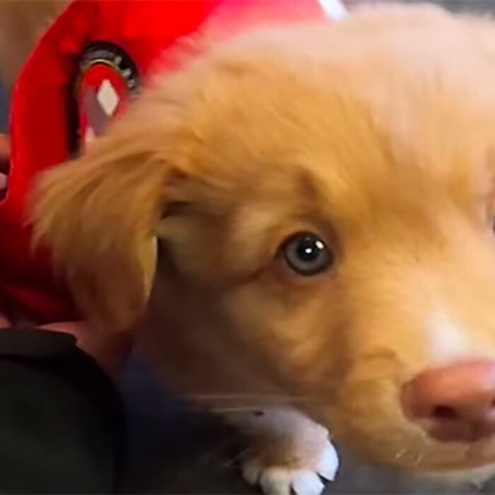 Ritter, Mammoth Mountain's newest avalanche dog