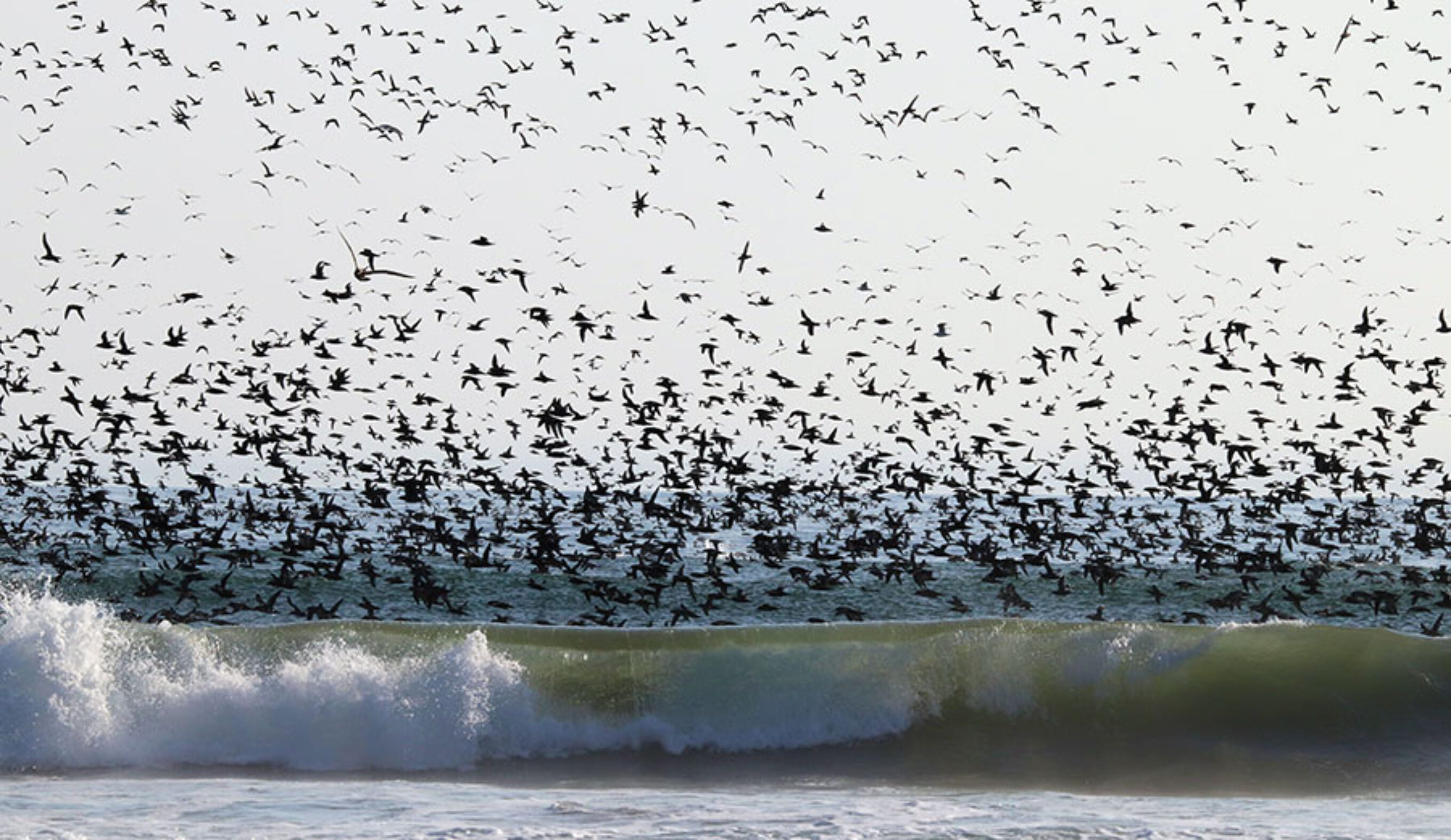 seabirds