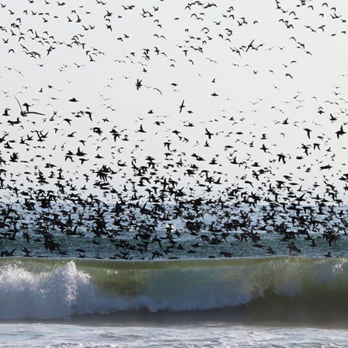 seabirds