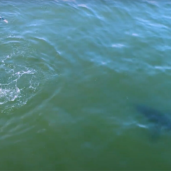 great white shark in California