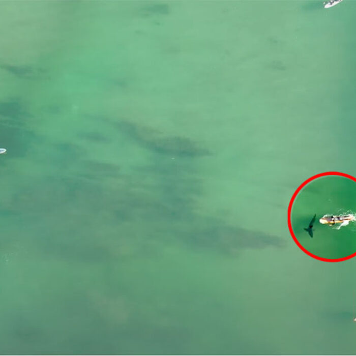 surfer in water with great white shark