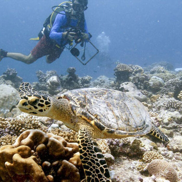 Sam Purkis, dives near a hawksbill turtle in the Chagos Archipelago