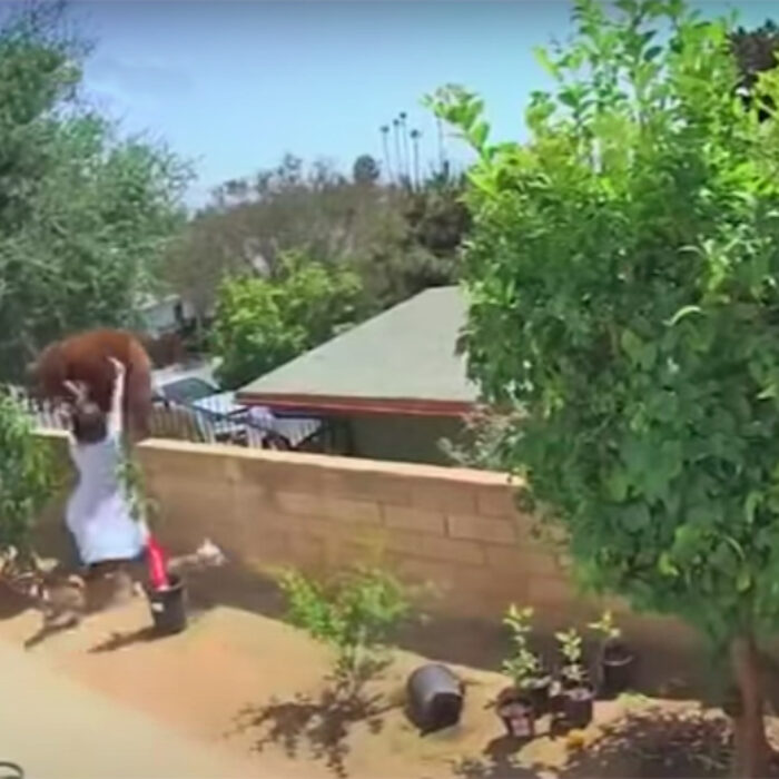 a bear tries to get into a Southern California home