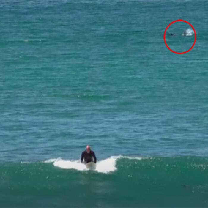 A shark enters a San Diego lineup