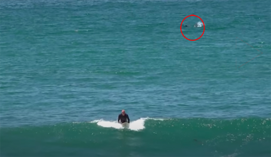 The Surfing Was Fun in San Diego Until a Shark Cleared the Lineup | The ...