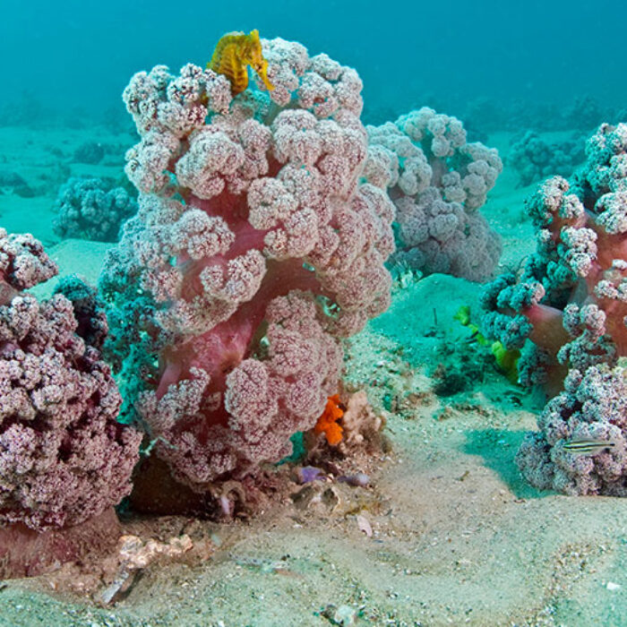 Cauliflower soft corals