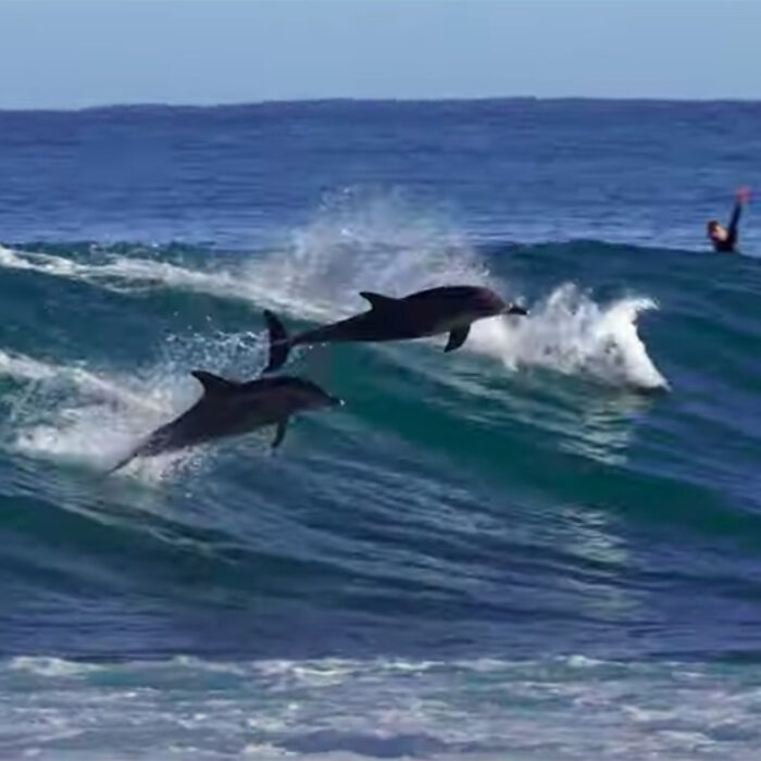 Dolphins surf waves in Western Australia