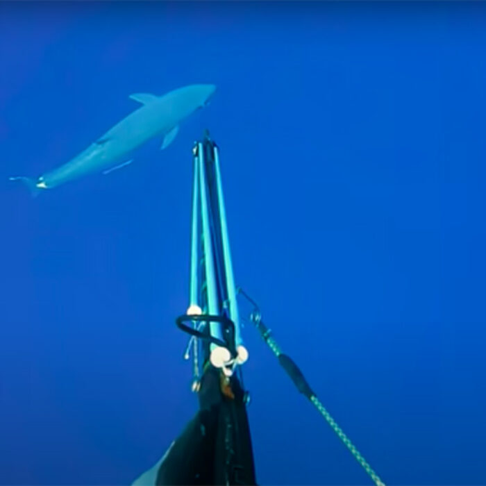 a spear fisherman loses dream catch to sharks