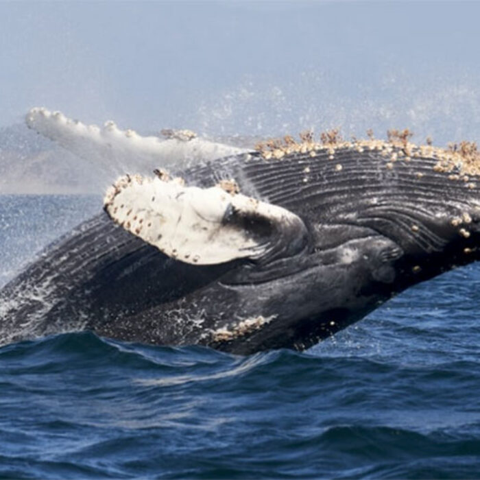humpback whale